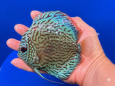 Blue Turquoise Discus